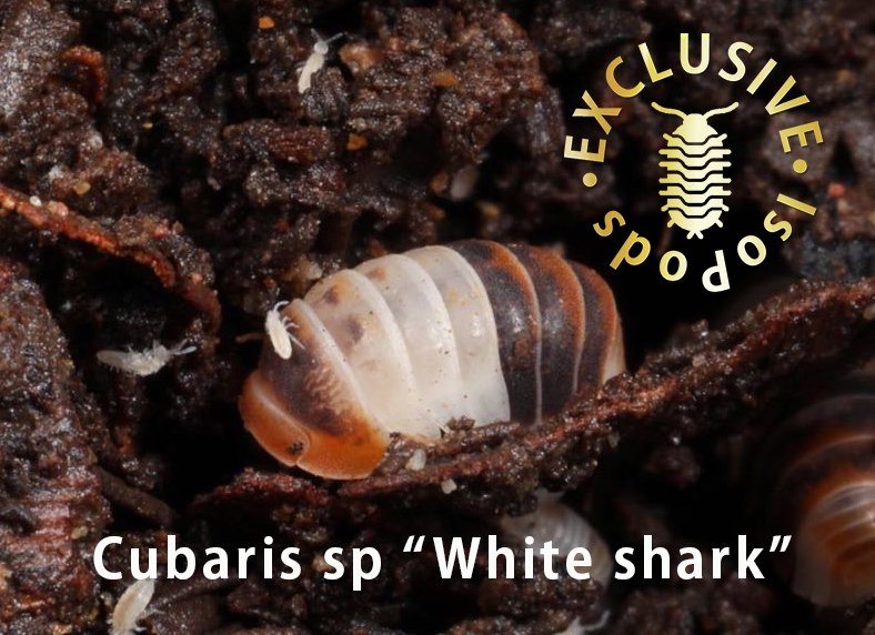 Insekten kaufen und verkaufen Foto: Cubaris and Asian Isopods (Cb legal import) Insekten kaufen und verkaufen Foto: Cubaris and Asian Isopods (Cb legal import)