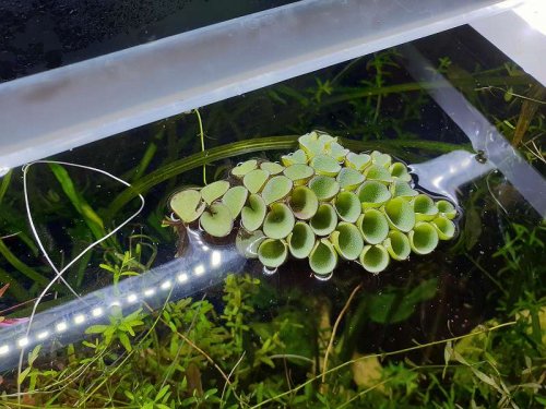 aquatic plants kaufen und verkaufen Photo: Salvinia cucullata  kapuzenartiger Schwimmfarn Schwimmpflanze auch
