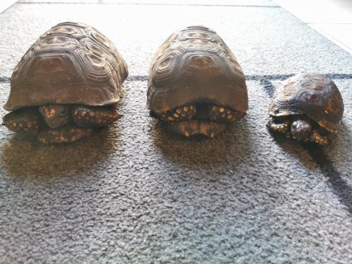 Schildkröten kaufen und verkaufen Foto: 3 Chelonoidis denticulata suchen ein neues zu Schildkröten kaufen und verkaufen Foto: 3 Chelonoidis denticulata suchen ein neues zu