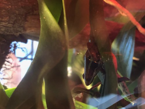 Frösche kaufen und verkaufen Foto: 1.2 Epipedobates AnthonyEin junges (weniger als 1 Frösche kaufen und verkaufen Foto: 1.2 Epipedobates AnthonyEin junges (weniger als 1