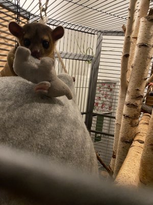 Exotische Säuger kaufen und verkaufen Foto: Hallo ich suche ein kinkajou/ Wickelbär / Exotische Säuger kaufen und verkaufen Foto: Hallo ich suche ein kinkajou/ Wickelbär /