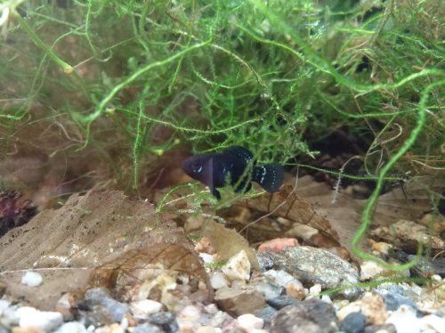 Zierfische kaufen und verkaufen Foto: Eigene NZ von Elassoma Evergladei in beiden Zierfische kaufen und verkaufen Foto: Eigene NZ von Elassoma Evergladei in beiden