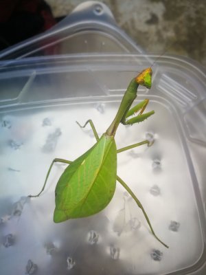 Insekten kaufen und verkaufen Foto: Available mantis Phyllocrania paradoxa pair's L4/5Deroplatys dessicata Insekten kaufen und verkaufen Foto: Available mantis Phyllocrania paradoxa pair's L4/5Deroplatys dessicata