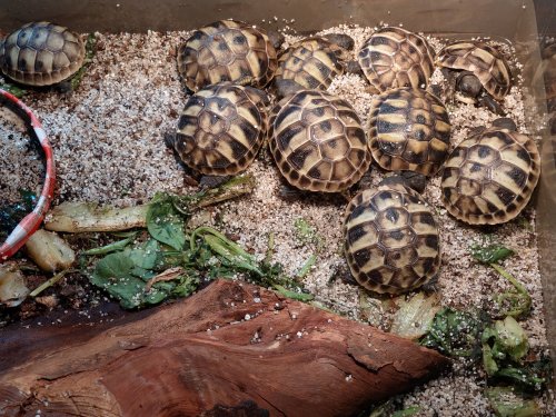 Landschildkröten kaufen und verkaufen Foto: Testudo hermanni Nachzuchten