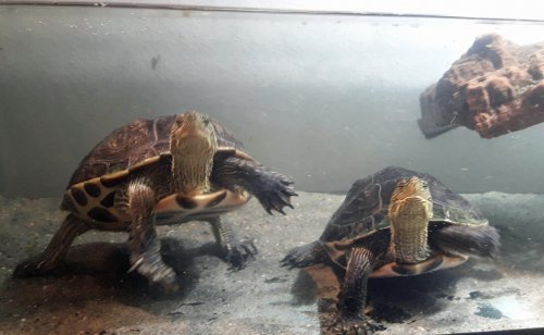 Schildkröten kaufen und verkaufen Foto: 0.2 Mauremys sinensis / Ocadia sinensis, Carapaxlänge Schildkröten kaufen und verkaufen Foto: 0.2 Mauremys sinensis / Ocadia sinensis, Carapaxlänge