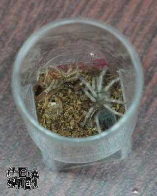 Vogelspinnen kaufen und verkaufen in den terraristik.com Kleinanzeigen Foto: 0.0.1 C.specBlue ca. 4cm 25€ Vogelspinnen kaufen und verkaufen in den terraristik.com Kleinanzeigen Foto: 0.0.1 C.specBlue ca. 4cm 25€