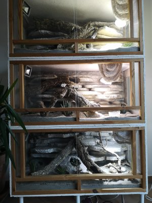 Geckos kaufen und verkaufen Foto: 2.3. LeopardgeckoBiete Terrariumturm bestehend aus 3 einzelnen Geckos kaufen und verkaufen Foto: 2.3. LeopardgeckoBiete Terrariumturm bestehend aus 3 einzelnen