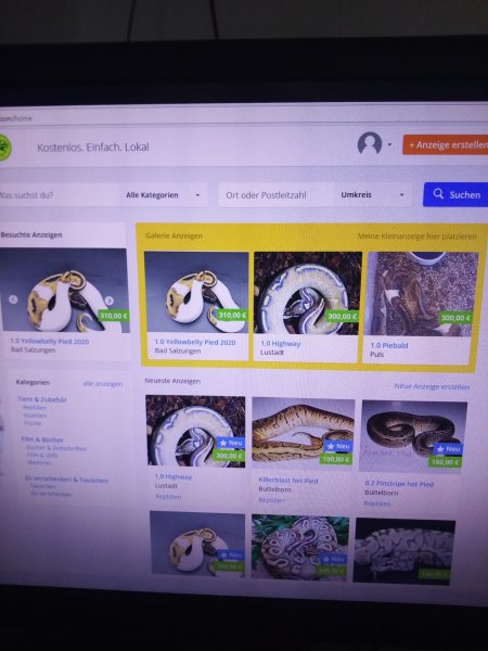 Schlangen kaufen und verkaufen Foto: Hallo darf ich dich einladen? Brand Schlangen kaufen und verkaufen Foto: Hallo darf ich dich einladen? Brand
