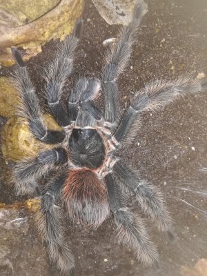 Spinnen und Skorpione kaufen und verkaufen in den terraristik.com Kleinanzeigen Foto: Lasidora parahybana 1.0 Spinnen und Skorpione kaufen und verkaufen in den terraristik.com Kleinanzeigen Foto: Lasidora parahybana 1.0