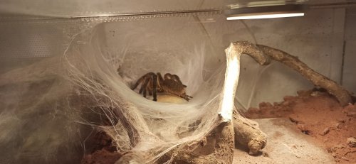 Spinnen und Skorpione kaufen und verkaufen in den terraristik.com Kleinanzeigen Foto: Biete Spinnen und Skorpione kaufen und verkaufen in den terraristik.com Kleinanzeigen Foto: Biete