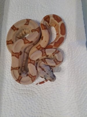 Boas kaufen und verkaufen Foto: Adulte:0.1 Anery1 het Albino0.1 Super Salomon Ivory Boas kaufen und verkaufen Foto: Adulte:0.1 Anery1 het Albino0.1 Super Salomon Ivory