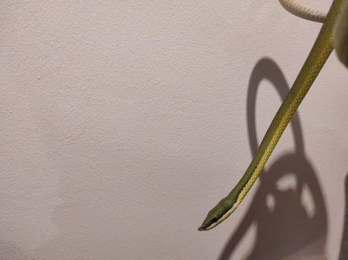 Schlangen kaufen und verkaufen Foto: 3,0 Philodryas Baroni aus 2015Stück: 95 EuroAlle Schlangen kaufen und verkaufen Foto: 3,0 Philodryas Baroni aus 2015Stück: 95 EuroAlle