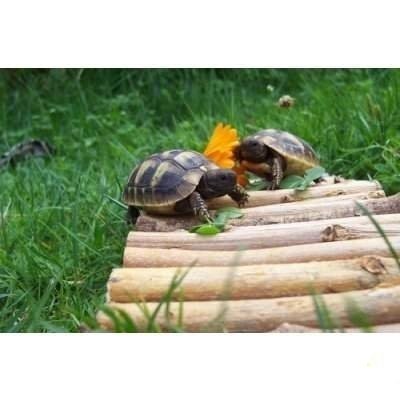 Landschildkröten kaufen und verkaufen Foto: Gebe Griechische Landschildkröten THB Nachzuchten 2020 inkl:Cites,Infomaterial