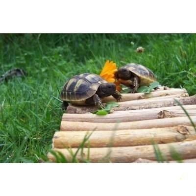 Landschildkröten kaufen und verkaufen Foto: Gebe Griechische Landschildkröten THB Nachzuchten 2020 inkl:Cites,Infomaterial Landschildkröten kaufen und verkaufen Foto: Gebe Griechische Landschildkröten THB Nachzuchten 2020 inkl:Cites,Infomaterial