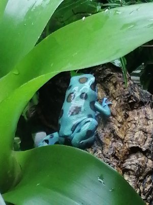 Pfeilgiftfrösche kaufen und verkaufen Foto: Verkaufen 0.0.6 Dendrobates auratus Microspot0176 / 51992525 Pfeilgiftfrösche kaufen und verkaufen Foto: Verkaufen 0.0.6 Dendrobates auratus Microspot0176 / 51992525