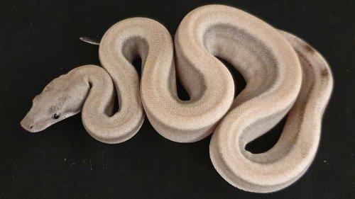 Schlangen kaufen und verkaufen Foto: 2020 BOAS - GREAT PRICES & FREE Schlangen kaufen und verkaufen Foto: 2020 BOAS - GREAT PRICES & FREE