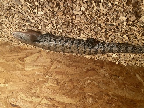 Skinke kaufen und verkaufen Foto: Im Auftrag abzugeben: 1,1 Tiliqua gigas spec Skinke kaufen und verkaufen Foto: Im Auftrag abzugeben: 1,1 Tiliqua gigas spec