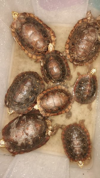 Schildkröten  kaufen und verkaufen Foto: 2.3 rhinoclemmys rubida perixantha (guerrero form) more