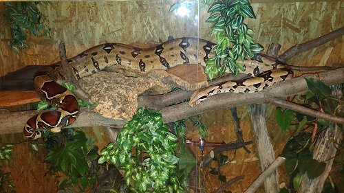 Schlangen kaufen und verkaufen Foto: Guten Tag, ich verkaufe mein Boa constrictor Schlangen kaufen und verkaufen Foto: Guten Tag, ich verkaufe mein Boa constrictor