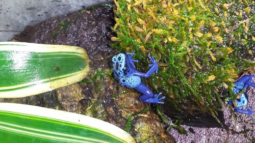 Frösche kaufen und verkaufen Foto: 0.0.6 Dendrobates tinctorius Azureus Nachzuchtenaus Sommer 2019VB Frösche kaufen und verkaufen Foto: 0.0.6 Dendrobates tinctorius Azureus Nachzuchtenaus Sommer 2019VB
