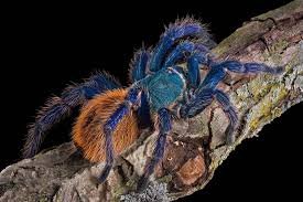 Spinnen und Skorpione kaufen und verkaufen Foto: Hallo, ich habe folgende Vogelspinnen zum Verkauf