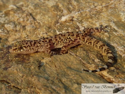 Schlangen kaufen und verkaufen Foto: 10x Hemidactylus turcicus10x Mediodactylus (orientalis)1.2.0 or 0.0.3 Schlangen kaufen und verkaufen Foto: 10x Hemidactylus turcicus10x Mediodactylus (orientalis)1.2.0 or 0.0.3