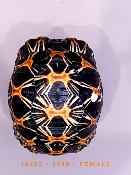 Schildkröten  kaufen und verkaufen Foto: Astrochelys RadiataVerschieden Tiere zum abgeben2 adulte Männchen