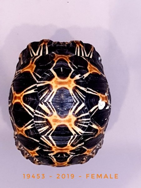 Schildkröten kaufen und verkaufen Foto: Astrochelys RadiataVerschieden Tiere zum abgeben2 adulte Männchen Schildkröten kaufen und verkaufen Foto: Astrochelys RadiataVerschieden Tiere zum abgeben2 adulte Männchen