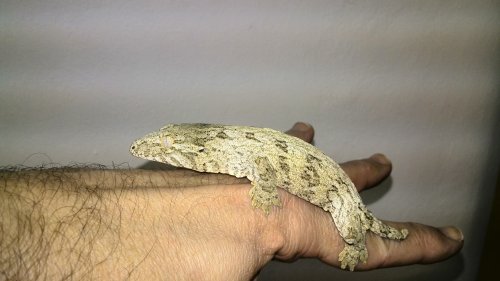 Geckos kaufen und verkaufen Foto: R.Leachianus0.0.1 Nuu Ami0.0.1 Nuu Ana 0.0.1 MT Geckos kaufen und verkaufen Foto: R.Leachianus0.0.1 Nuu Ami0.0.1 Nuu Ana 0.0.1 MT