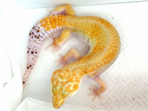 Geckos kaufen und verkaufen Foto: Leopardgecko Weibchen sucht ein neues Zuhause:0.1 WY Geckos kaufen und verkaufen Foto: Leopardgecko Weibchen sucht ein neues Zuhause:0.1 WY