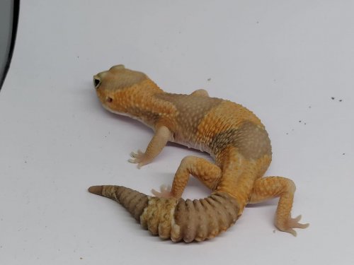 Geckos kaufen und verkaufen Foto: Hemitheconyx caudicintus/african fattailgeckos0.2 amel 2019 offspringrtb