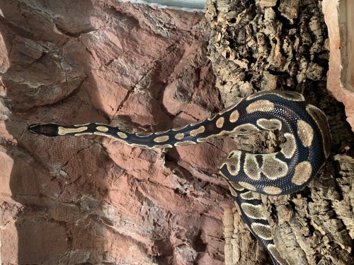 Königspythons kaufen und verkaufen Foto: Biete 5 adulte Köpys an , Tiere Königspythons kaufen und verkaufen Foto: Biete 5 adulte Köpys an , Tiere