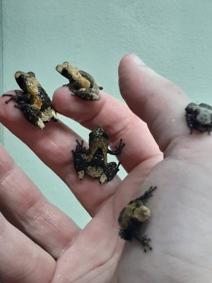 Frösche kaufen und verkaufen Foto: 0.0.25 Theloderma asperum youngs CB 2020 20 Frösche kaufen und verkaufen Foto: 0.0.25 Theloderma asperum youngs CB 2020 20