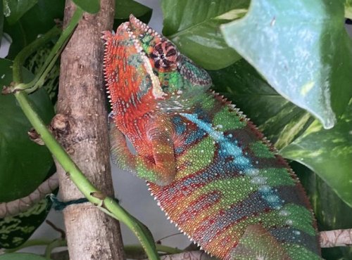 Chamäleons kaufen und verkaufen Foto: 1.0 Furcifer Pardalis Ambilobe NZ 11.20190.1 Chamäleons kaufen und verkaufen Foto: 1.0 Furcifer Pardalis Ambilobe NZ 11.20190.1