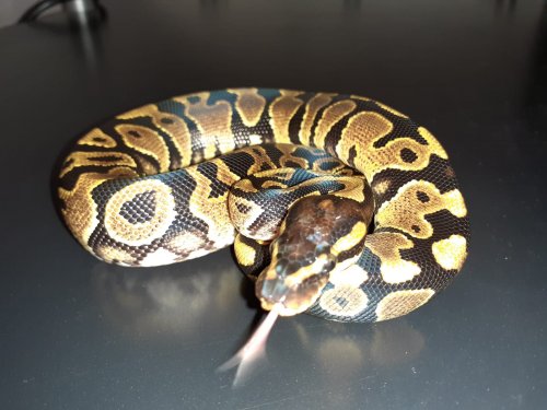 Königspythons kaufen und verkaufen Foto: Königspython Male,Yellowbelly 06.09.2020 geschlüpft aus eigener Hobbyzucht,suc Königspythons kaufen und verkaufen Foto: Königspython Male,Yellowbelly 06.09.2020 geschlüpft aus eigener Hobbyzucht,suc