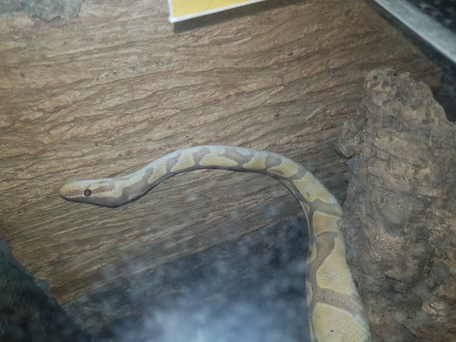 Königspythons kaufen und verkaufen Foto: 1.0 köpy coral-glow ph.piebald ghost zuchtbereit Königspythons kaufen und verkaufen Foto: 1.0 köpy coral-glow ph.piebald ghost zuchtbereit