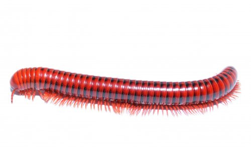 andere Wirbellose kaufen und verkaufen Foto: ERSTIMPORT Republik Südafrika!www.thepetfactory.deMillipedes, Metachat andere Wirbellose kaufen und verkaufen Foto: ERSTIMPORT Republik Südafrika!www.thepetfactory.deMillipedes, Metachat