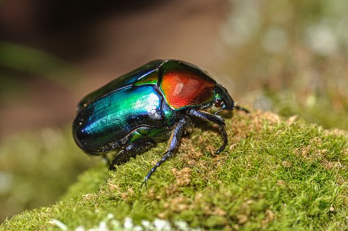 Insekten kaufen und verkaufen Foto: Beetles for sale: M. savagei, M.t.ugandensis, Ch. Insekten kaufen und verkaufen Foto: Beetles for sale: M. savagei, M.t.ugandensis, Ch.
