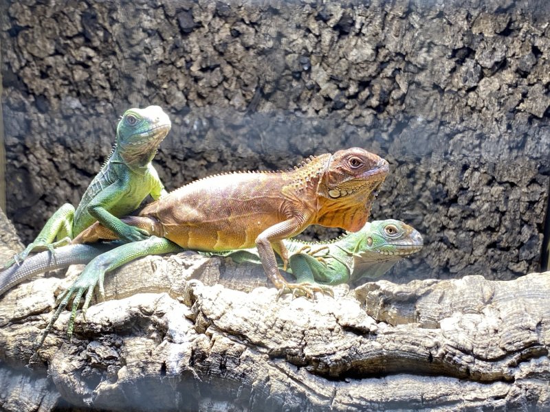 Schlangen kaufen und verkaufen Foto: Lizards-1.1 iguana delicatissima -1.2  iguana iguana