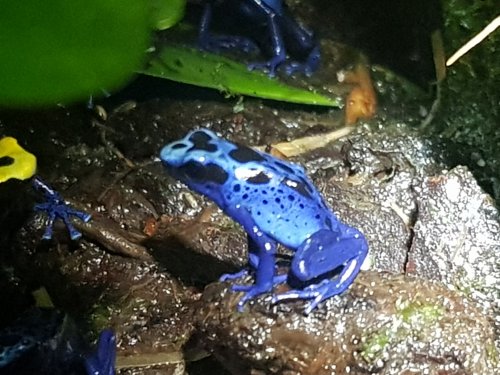 Frösche kaufen und verkaufen Foto: 0.0.x D.t.azureus 30,-€/ea. Nur Abholung. Frösche kaufen und verkaufen Foto: 0.0.x D.t.azureus 30,-€/ea. Nur Abholung.