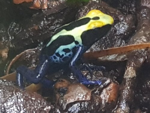 Frösche kaufen und verkaufen Foto: 0.0.x D.t.cobalt NZ20 - 30,-€ea.Zur Zeit nur Frösche kaufen und verkaufen Foto: 0.0.x D.t.cobalt NZ20 - 30,-€ea.Zur Zeit nur