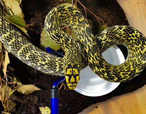 Schlangen kaufen und verkaufen Foto: 1.1 Elaphe carinata carinata adult pair2.0 Elaphe Schlangen kaufen und verkaufen Foto: 1.1 Elaphe carinata carinata adult pair2.0 Elaphe