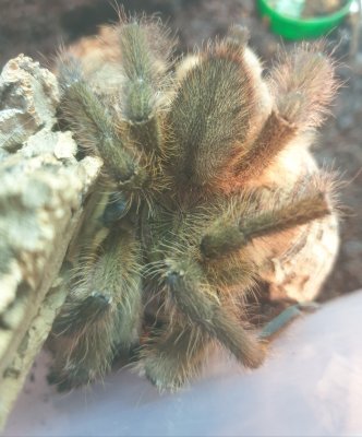 Vogelspinnen kaufen und verkaufen Foto: I exchange 1.0 Poecilotheria ornata mature (12/20) Vogelspinnen kaufen und verkaufen Foto: I exchange 1.0 Poecilotheria ornata mature (12/20)