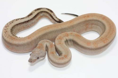 Schlangen kaufen und verkaufen Foto: 2020 Sterlings HYPO STERLING PH ALBINO KHAL Schlangen kaufen und verkaufen Foto: 2020 Sterlings HYPO STERLING PH ALBINO KHAL