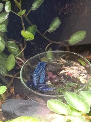 Pfeilgiftfrösche kaufen und verkaufen Foto: Moin, suche bestimmtes und gesundes Azureus weibchen. Pfeilgiftfrösche kaufen und verkaufen Foto: Moin, suche bestimmtes und gesundes Azureus weibchen.