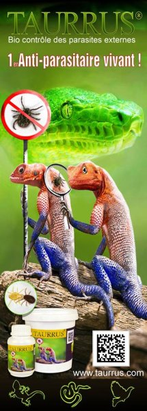 Boas kaufen und verkaufen Photo: Get your parasite OFF your snakes and