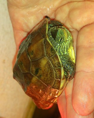 Sumpfschildkröten kaufen und verkaufen Foto: Mauremys sinensisPL ca. 7,5 cm, vermutlich 1.0,
