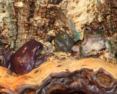Frösche kaufen und verkaufen Foto: Litoria caerulea DNZ 2013 vermutlich 3.0Nur Frösche kaufen und verkaufen Foto: Litoria caerulea DNZ 2013 vermutlich 3.0Nur