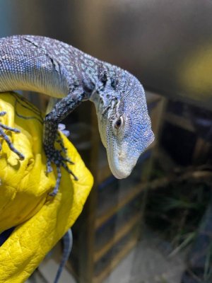 Warane kaufen und verkaufen Foto: 1.0 Varanus macraei Cb 2018Perfect animal without Warane kaufen und verkaufen Foto: 1.0 Varanus macraei Cb 2018Perfect animal without