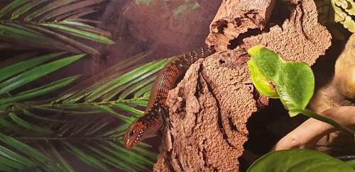 Skinke kaufen und verkaufen in den terraristik.com Kleinanzeigen Foto: Biete 1.0 Adulten Fuerskink anMänchen aus DNZ Skinke kaufen und verkaufen in den terraristik.com Kleinanzeigen Foto: Biete 1.0 Adulten Fuerskink anMänchen aus DNZ